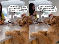 계산대에 앞발 올리고 사람처럼 서서 결제 기다리는 리트리버...얼른 해주시개