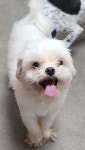 경북 영덕 영덕읍에서  말티즈 발견 보호