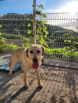 충북 충주 주덕농협에서  라브라도 리트리버 발견 보호
