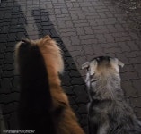 새벽 산책 중 길에서 마주친 동물들..오프리쉬인줄 알았는데...엥?