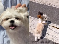 푸들만 보면 공격하는 공포의 딱새 난 시츄인데 왜...