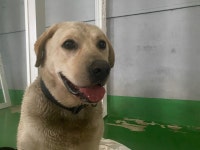 경기 안산 원곡로15-1에서  라브라도 리트리버 발견 보호