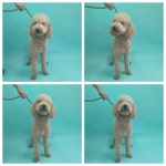 충남 천안 서북구에서  스탠다드 푸들 발견 보호