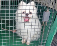 경남 창원2 3.15대로에서  포메라니안 발견 보호