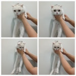 충남 천안 서북구에서  스코티시폴드 발견 보호