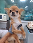 경남 거제 두동마을에서  치와와 발견 보호