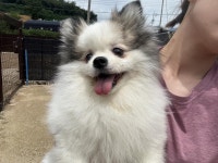 경기 안산 고목로3길33에서  포메라니안 발견 보호