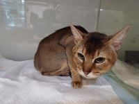 전북 전주 아중체련공원에서  아비시니안 발견 보호