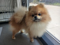 경북 김천 남면에서  포메라니안 발견 보호