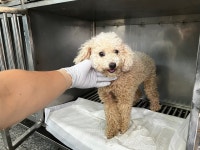 광주 광산구에서  푸들 발견 보호