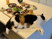 밥 차려놓은 식탁에 편하게 눕더니...숙면 취하는 깡패 냥이
