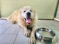 경북 포항시에서  그레이트 피레니즈 발견 보호