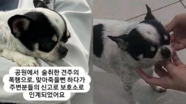 술 취한 견주에게 폭행당한 강아지 구했더니..반환 요청에 돌려줘야