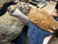 먹어선 안 될 술 마셨더니...성인 상체 뒤덮는 비만 고양이 크기에 깜짝