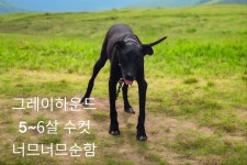 경북 성주군에서  그레이 하운드 발견 보호