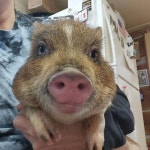 맥도날드 주차장에 버려진 아기 돼지 두 마리..테이프로 꽁꽁 싸둔 잔인함