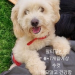 경북 성주 경북에서  말티푸처럼보임 발견 보호