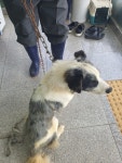 경북 구미 장천로에서  보더 콜리 발견 보호