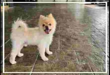 전북 군산 경장동에서  포메라니안 발견 보호