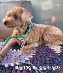 충북 옥천 이원면에서  푸들 발견 보호