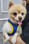 충북 옥천 옥천읍에서  포메라니안 발견 보호