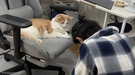 고양이에게 무릎 꿇은 집사...대체 왜? 제발 부탁드립니다