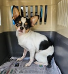 전남 목포 농협북항점에서  치와와 발견 보호