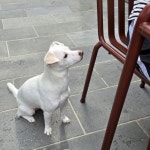 신동엽, 낮술 마시고 반려견 크림이에 꿀 뚝뚝 눈빛 발사...술톤 아빠