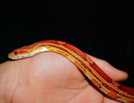 한낱 작은 미물이라도...의식 잃은 뱀 위해서 심폐소생술 실시한 남성