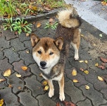 경북 김천 삼락동에서  시바 발견 보호