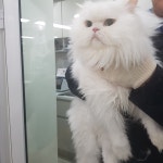 전북 전주 완산구에서  터키시 앙고라 발견 보호