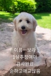 경북 성주 초전면에서  말티푸처럼보임 발견 보호