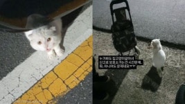 유기되고 배가 고파 길에서 흙 파먹던 스코티시 폴드 찐빵이..가족 찾는 중