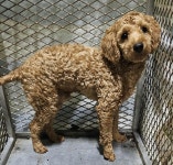 경남 창녕 부곡면에서  푸들 발견 보호