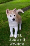 경북 성주군에서  시바 발견 보호
