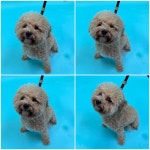 충남 천안 서북구에서  푸들 발견 보호