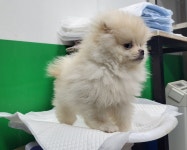 경기 고양 풍동에서  포메라니안 발견 보호