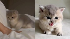 찌리릿 정전기에 깜짝 놀라 냥냥펀치 연타 날린 아기 고양이