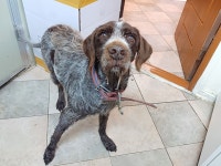 전북 전주 사평1길에서  포인터 발견 보호