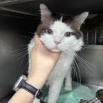 전북 전주 화산네거리공원에서  레그돌 발견 보호