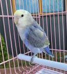 경기 시흥 정왕동에서 [기타축종] 모란앵무 발견 보호