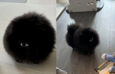 한 쪽 눈(?)처럼 생긴 괴상한 털뭉치의 반전 정체...알고 보니 귀요미!