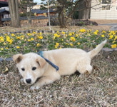 경남 사천 삼보신우타운에서  진도 발견 보호