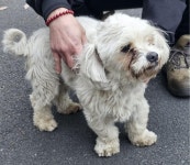 경남 창녕 영산면에서  말티즈 발견 보호