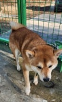 충남 예산 오가면에서  시바 발견 보호