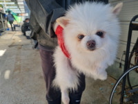 경남 양산 양산대로1360에서  포메라니안 발견 보호