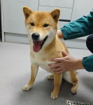 경북 김천 자산파출소에서  시바 발견 보호