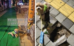 댕댕아, 동네 지켜줘서 고마워 서울시, 우수 반려견 순찰대 72팀 표창