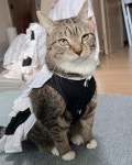 전효성, 고양이 유튜브 언더월드 춘봉♥첨지와 깜짝 만남...저는 완전 성덕입니다