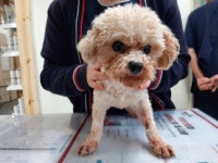 전북 전주 평화동신아파트에서  푸들 발견 보호